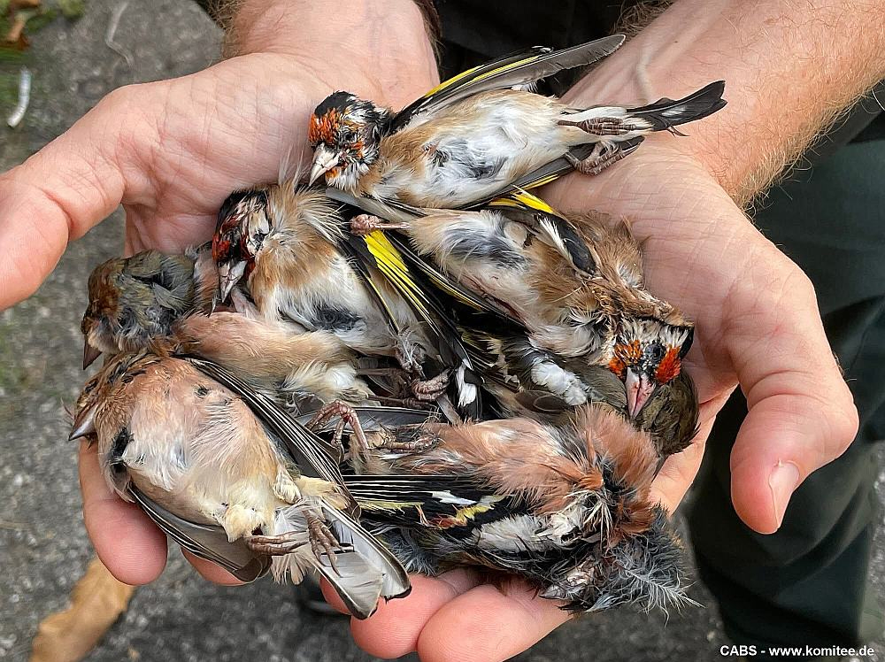 Itālijā nošauti dadzīši, vieni no skaistākajiem Eiropas putniem.