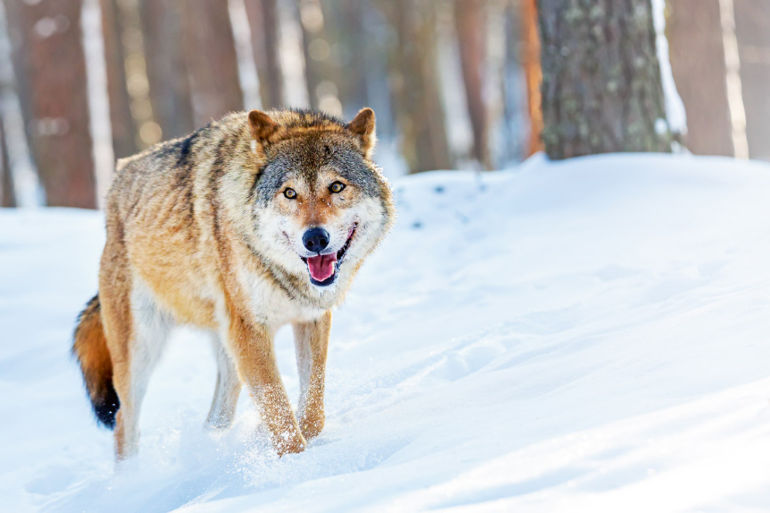 Vilks.