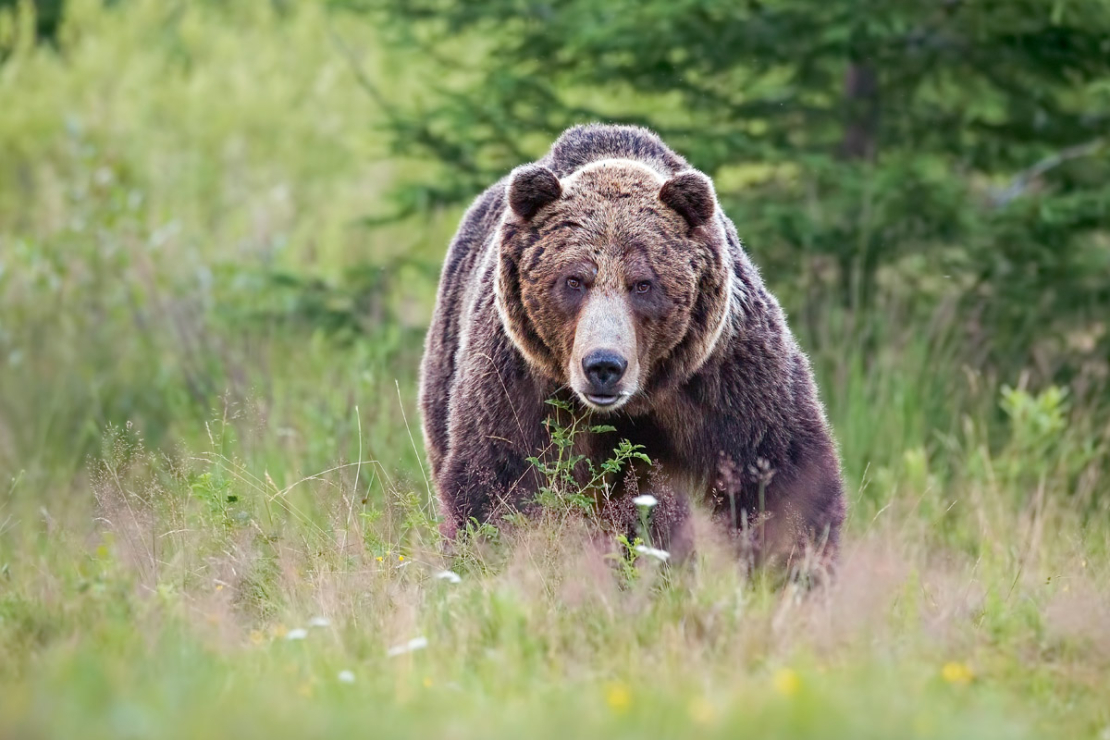Lācis ir milzīgs, ļoti ātrs un ārkārtīgi izturīgs dzīvnieks. Pistole lāci neapturēs.