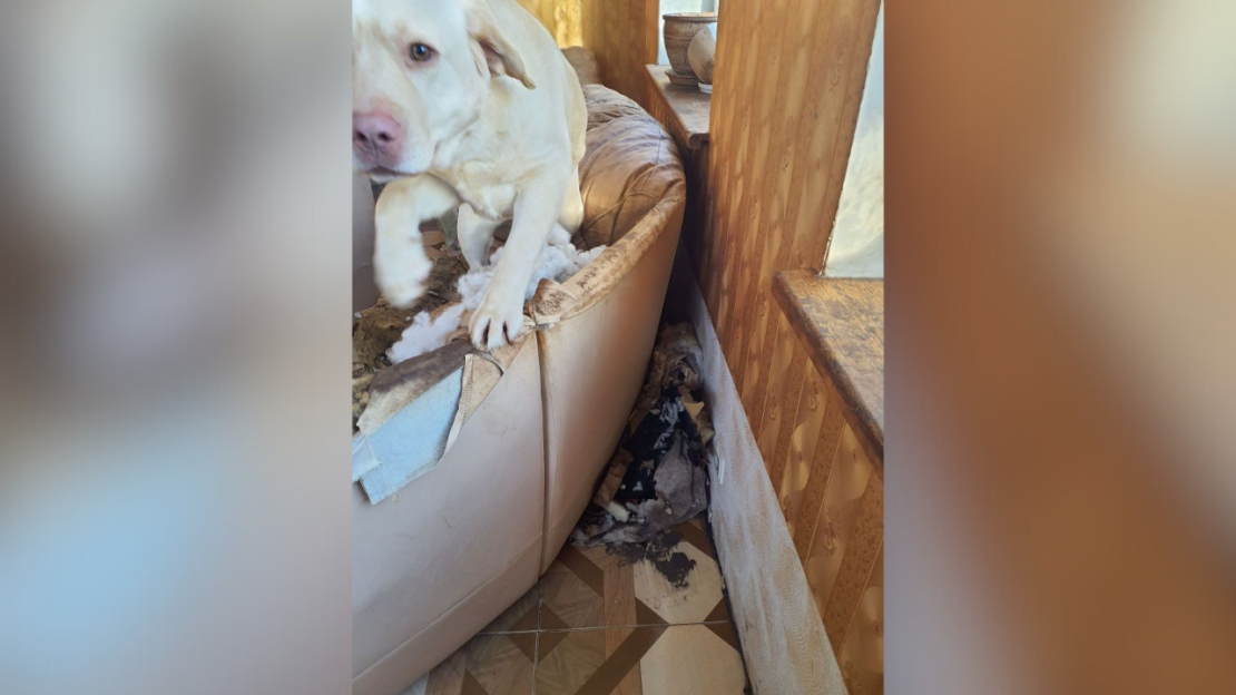 Pārtikas un veterinārais dienests no kādas saimniecības izņēmis 15 suņus un trīs kaķus.