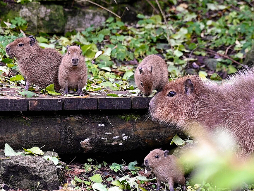 Kapibaras.