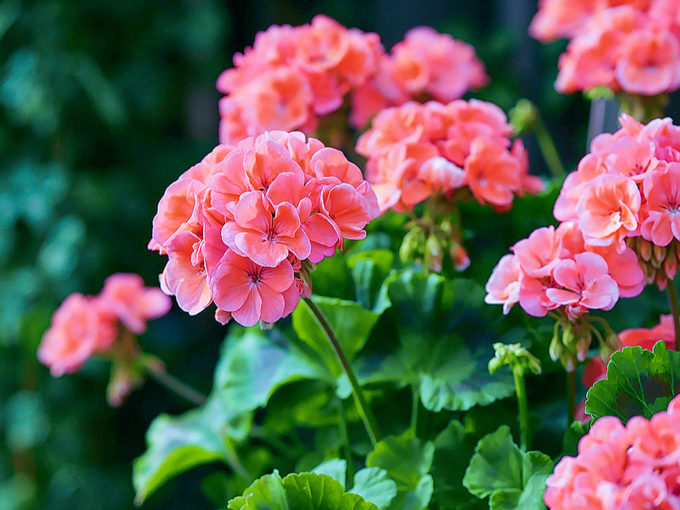 Februārī sētās pelargonijas uzzied vasaras sākumā.