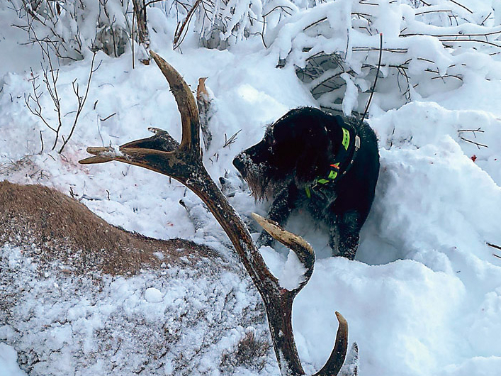 Bullis veiksmīgi atrasts un nomedīts.
