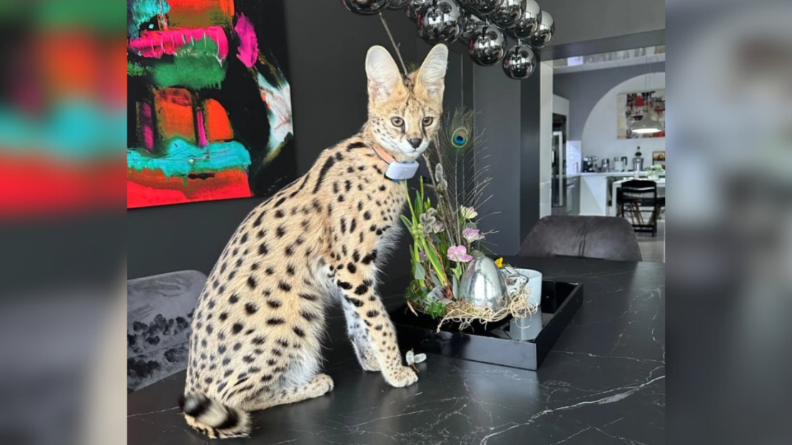 Servals.