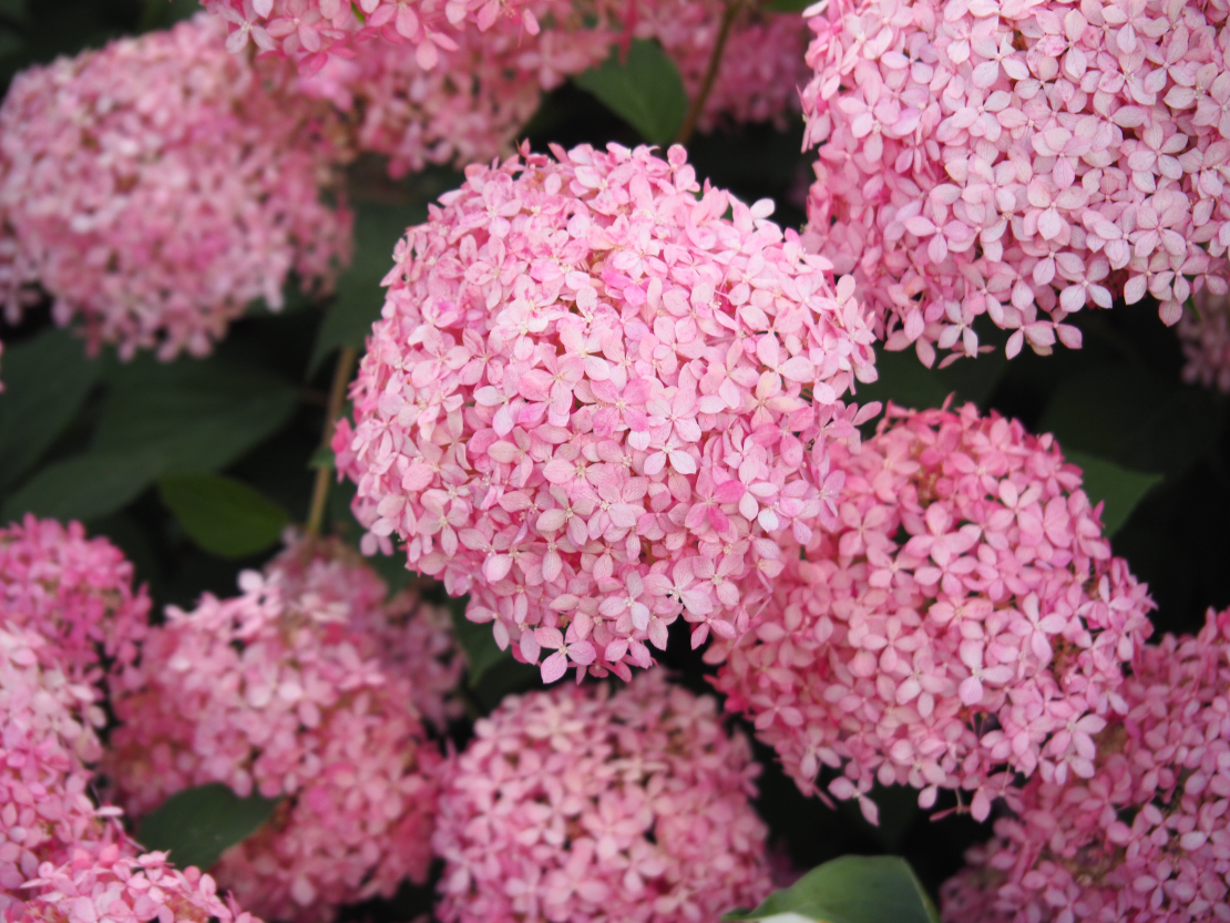 ‘Pink Annabelle’ (‘Invincibelle Spirit’)