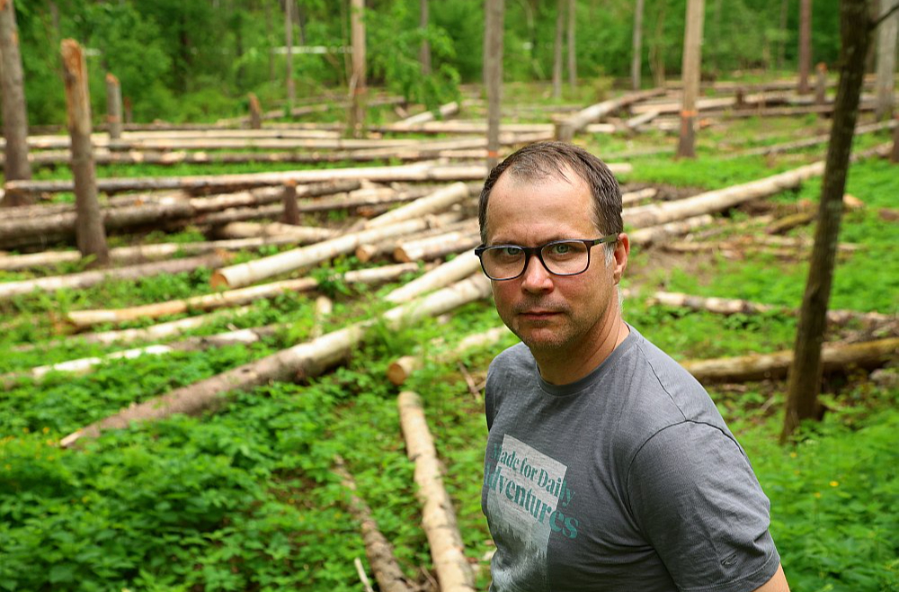 Ogres novada pašvaldības Tūrisma, sporta un atpūtas kompleksa "Zilie kalni" attīstības aģentūras direktora vietnieks Armands Pivors: "Mizgraužu radītā posta novēršanai bija jāatrod cits atrisinājums – pēc bojāto koku nociršanas tie bija jāaizvāc."