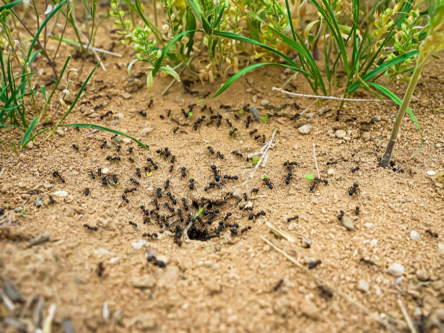 Skudru mājvietu var atpazīt pēc smalkās, drupanās augsnes ap augsnē izveidotiem caurumiem un to tuvumā rāpojošām skudrām.