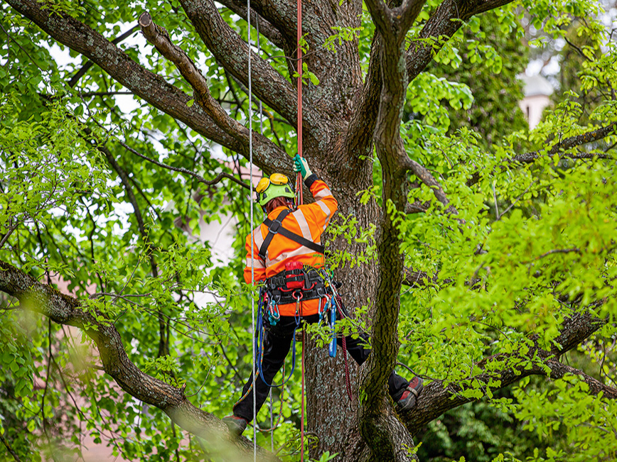 Kokus novērtē, kopj un to bīstamību nosaka sertificēti kokkopji jeb arboristi.