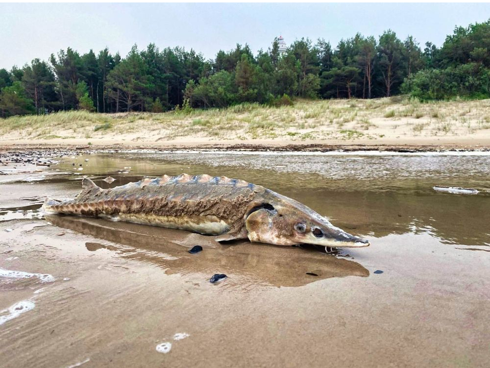 Garumā store var sasniegt pat sešus metrus, svarā 415 kilogramus. Pie Miķeļbākas izskalotā zivs nav tik milzīga, taču tāpat izskatās iespaidīgi.