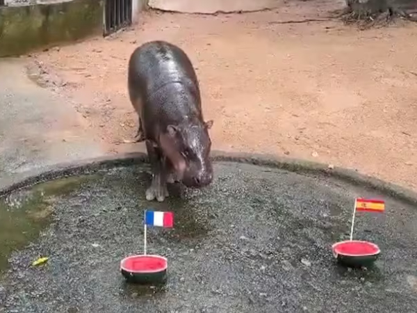Pundurnīlzirgu meitene Mū Denga zoodārzā Čonburi, Taizemē.