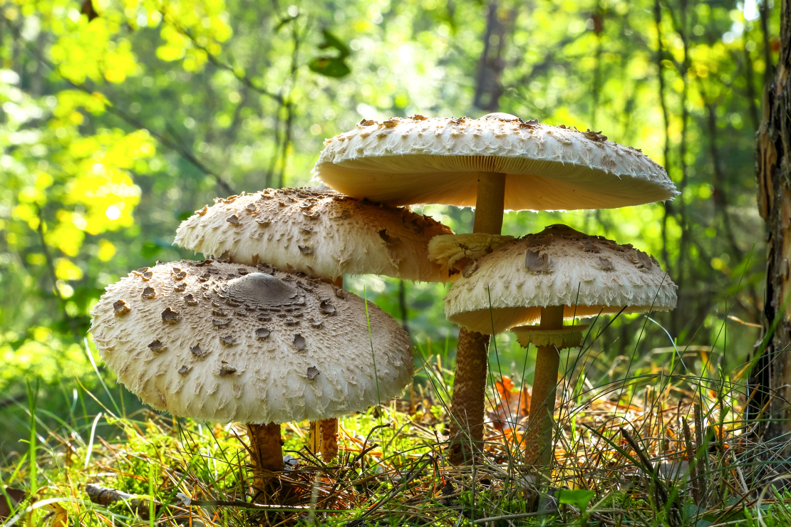 Lielā dižsardzene (Macrolepiota procera) aug no jūlija līdz oktobrim saulainās vietās – mežmalās un cirsmās.