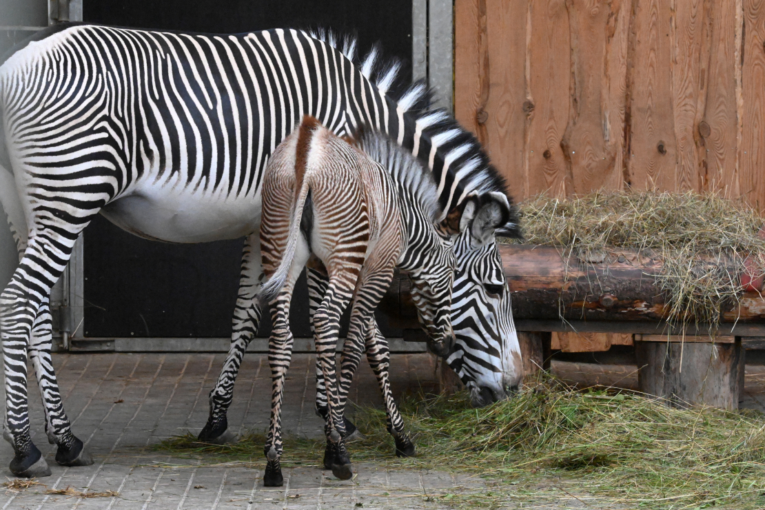 Rīga Zooloģiskajā dārzā 27. jūnija vakarā Grevi zebru mātītei Gretai piedzimis mazulis — mātīte Mia.