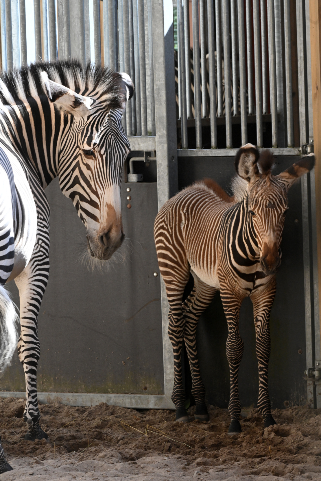 Rīga Zooloģiskajā dārzā 27. jūnija vakarā Grevi zebru mātītei Gretai piedzimis mazulis — mātīte Mia.