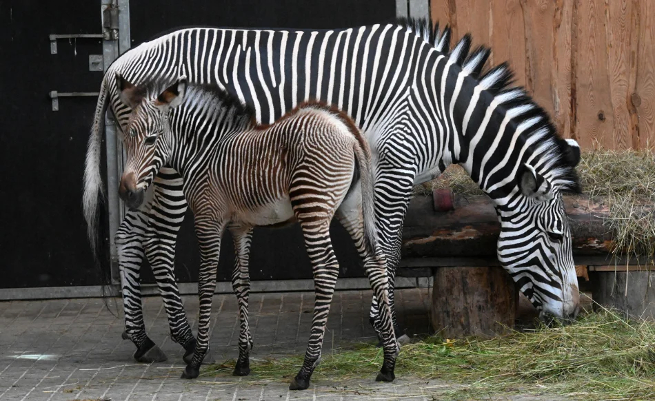 Rīga Zooloģiskajā dārzā 27. jūnija vakarā Grevi zebru mātītei Gretai piedzimis mazulis — mātīte Mia.