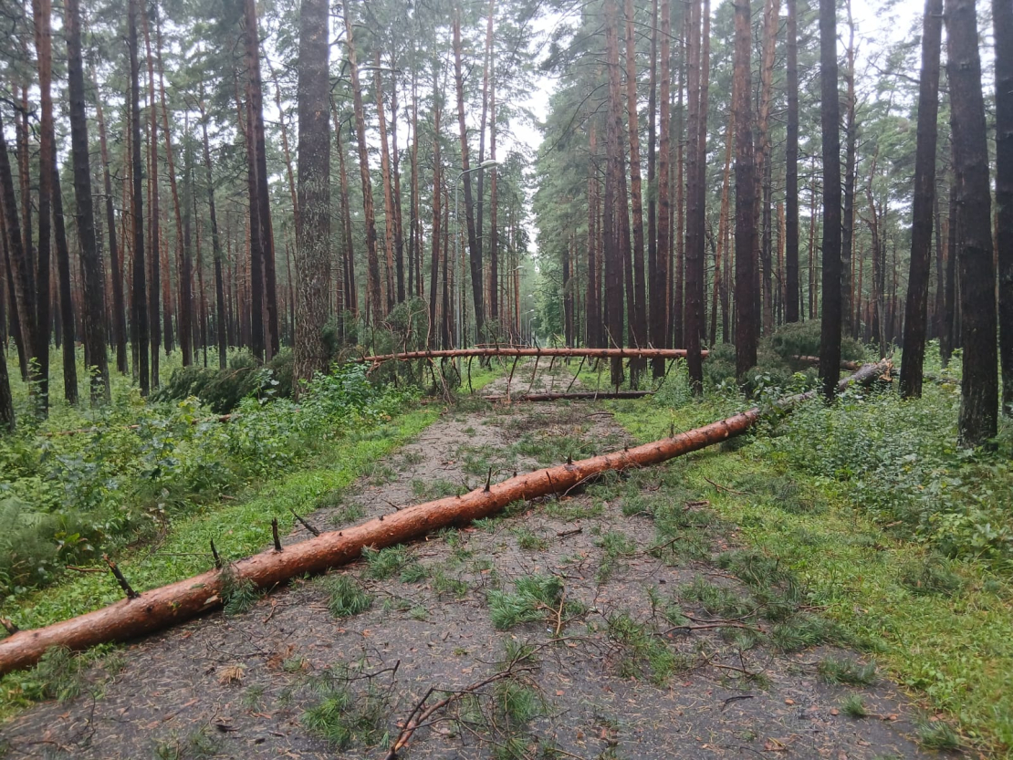Vētras postījumi "Rīgas mežos". Mežparks. 
