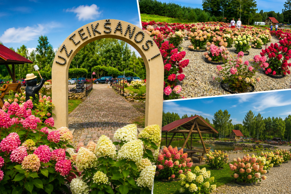 Šobrīd pilnos ziedos ir Neretas uzņēmēja Jura Budra ģimenes sapņu hortenziju dārzs. 