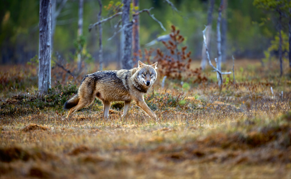 Vilks.