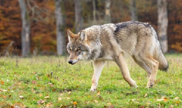 Vilks.