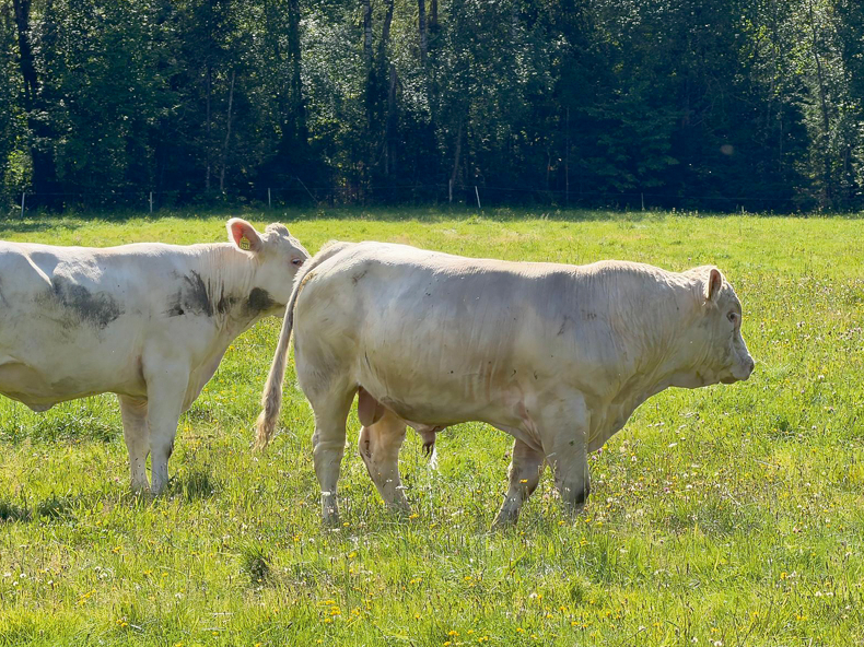 Trīs mēnešus veco bulli Vigro vasaras sākumā bioloģiskā saimniecība "Kalnarāji" nosolīja par rekordaugstu cenu – 8600 eiro. Nu pusgadu vecais skaistulis savas dienas vada Kurzemes pļavās.