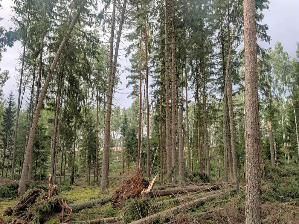 Bojātās koksnes apjoms novērtēts vizuāli, un tas var mainīties, turpinot izvākt bojāto koksni no meža.