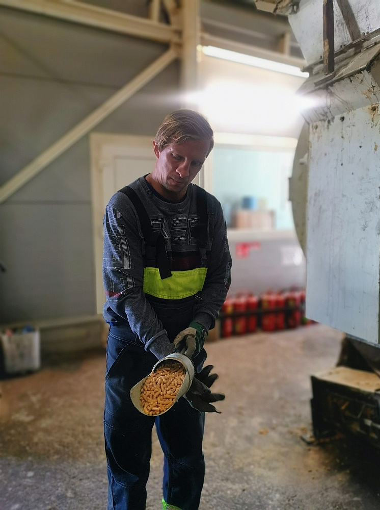 Sasmalcinātās skaidas tiek novirzītas uz presi, kurā iegūst granulas. Sākotnēji to temperatūra ir simt grādu, tās vēl ir mīkstas un var viegli izjukt, tāpēc tiek novirzītas uz dzesētavu, kur to temperatūra samazinās līdz 30 grādiem, iegūstot nepieciešamo konsistenci, cietību un izturību. "Uzreiz granulas rokās nemaz nevar paņemt, tās ir ļoti karstas. Ja mēģinātu ar pirkstiem tās saspiest un paburzīt, to konsistence līdzinātos cietam plastilīnam," granulu sākotnējo konsistenci apraksta G. Bērziņš. Pēc atdzesēšanas no granulām tiek atsijāta smalkā frakcija, lai pakās būtu tikai veselas granulas. Ražošanas procesu uzrauga viens operators, ja viņam rodas aizdomas par izejmateriālu vai granulu kvalitāti, viņš aiznes paraugu uz laboratoriju, kurā tās tiek pārbaudītas.