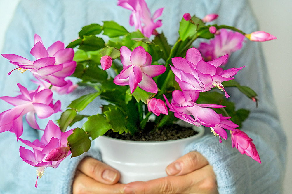 Strupā šlumbergera.