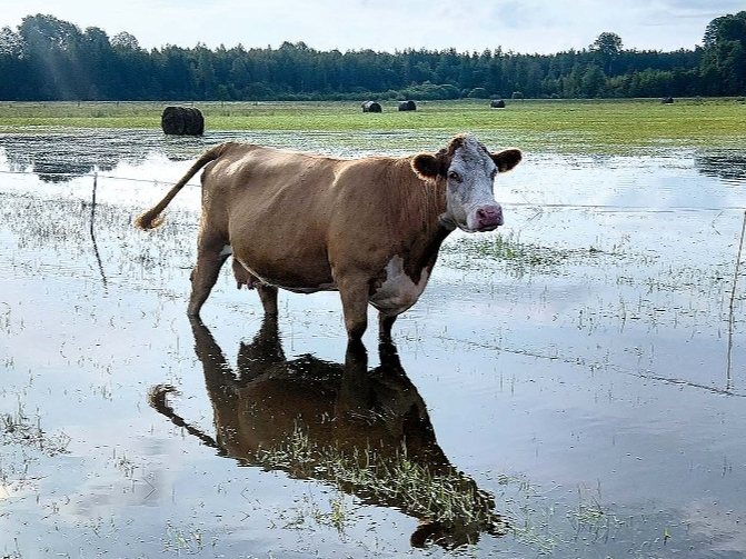 Govs Pepija, brizdama pa dziļo ūdeni, diez vai izbauda ganību gardo zāli. 