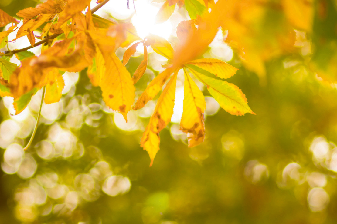 Rudens.