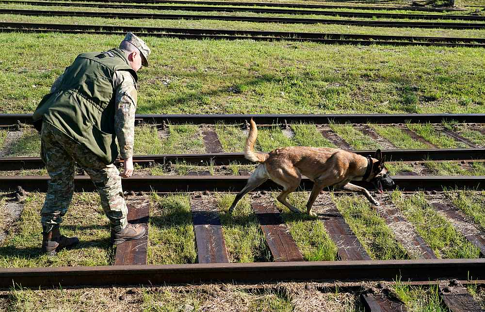 Jau 2023. gadā pieņemtajā Nacionālajā militārās mobilitātes plānā atzīti būtiski trūkumi Latvijas dzelzceļa infrastruktūrā. Attēlā: Latvijas militāro dienestu mācības sprāgstvielu meklēšanā.