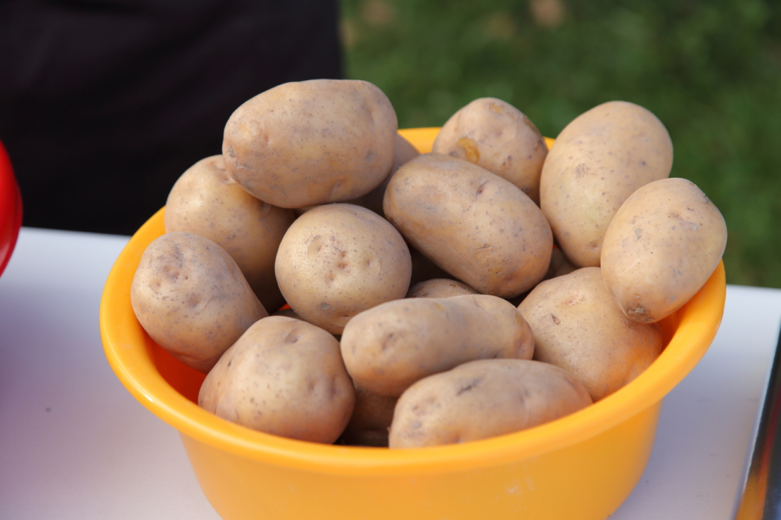 Kartupeļu pagraba svētkos Priekuļos apmeklētāji iepazīst un iegādājas Latvijā izveidotās kartupeļu šķirnes.
