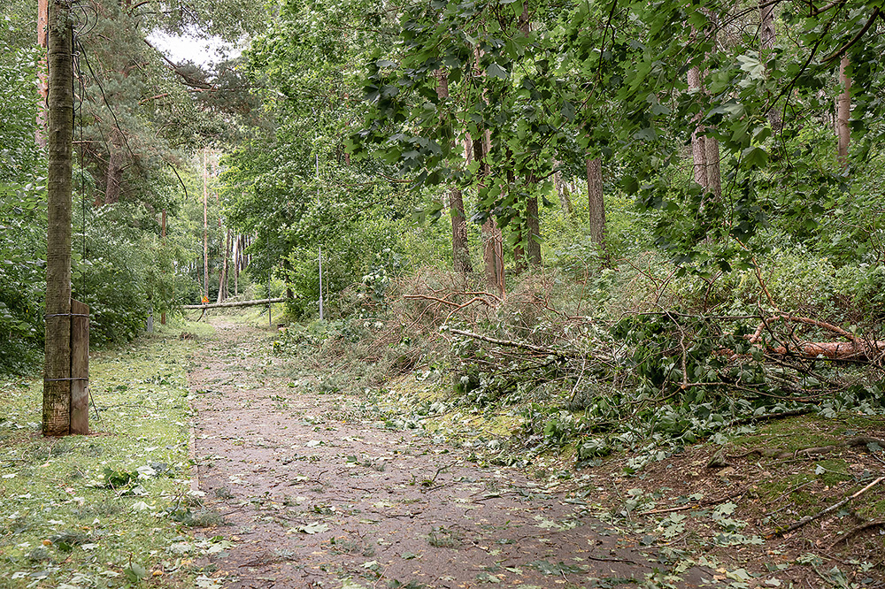 Vai drīkst valsts mežā savākt malkai vētrā kritušos kokus?