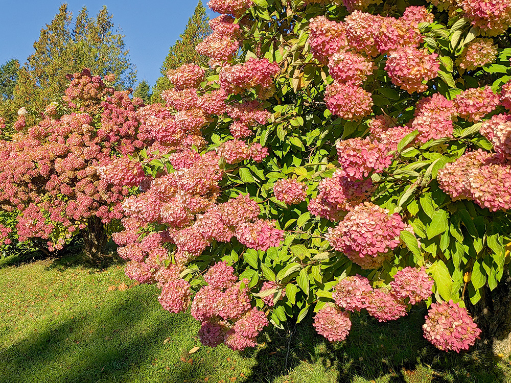 Hortenzijas.