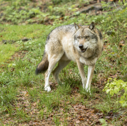 Vilks. Vilks.
