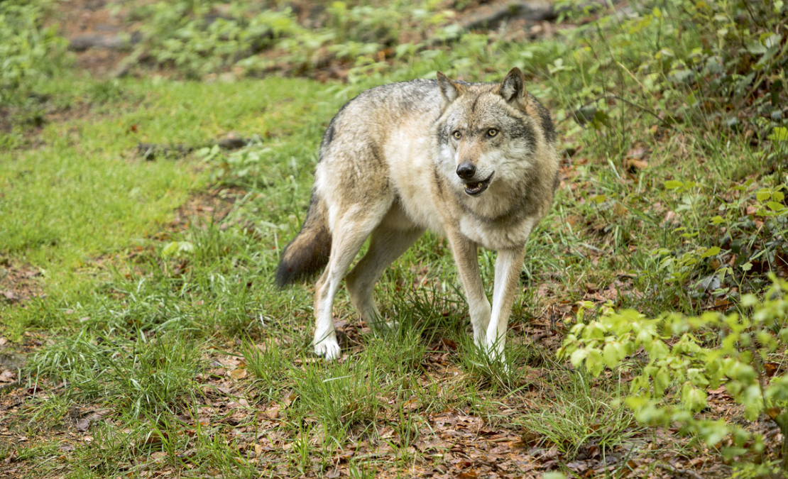 Vilks. Vilks.