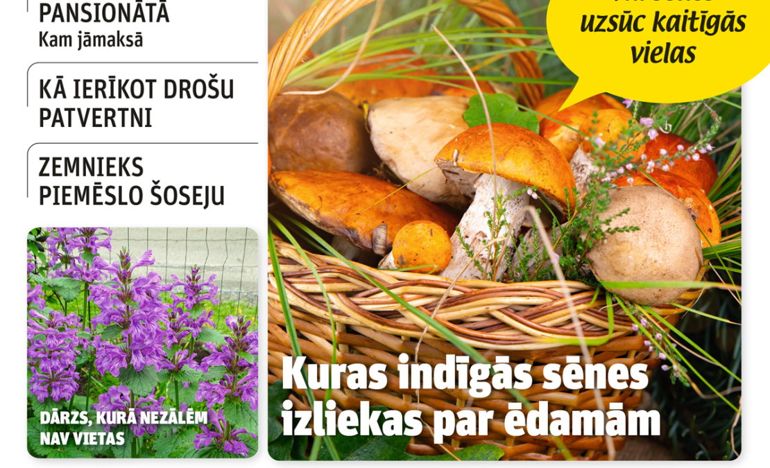 "Praktiskais Latvietis" Nr. 32, 2026. "Praktiskais Latvietis" Nr. 32, 2026.