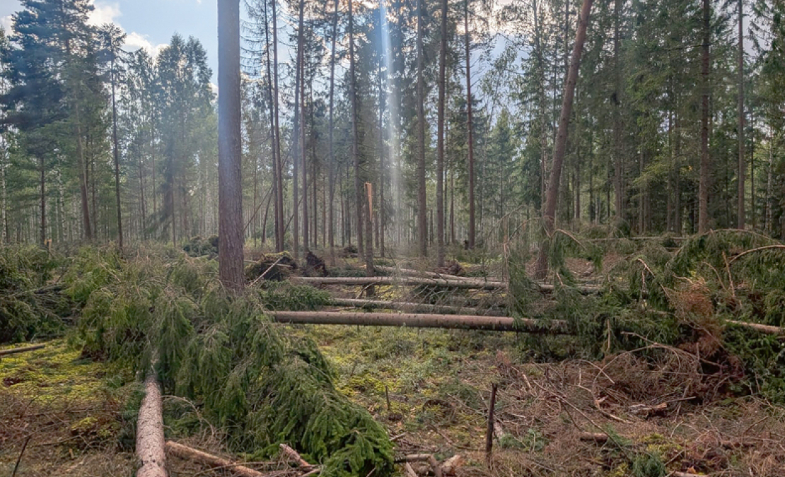 Vētras postījumi. Vētras postījumi.
