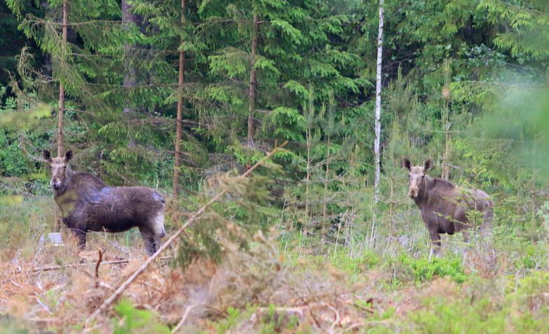Viens no projekta rezultātiem būs kopīga pieeja aļņu apsaimniekošanai Latvijas un Igaunijas pārrobežu reģionā. Viens no projekta rezultātiem būs kopīga pieeja aļņu apsaimniekošanai Latvijas un Igaunijas pārrobežu reģionā.