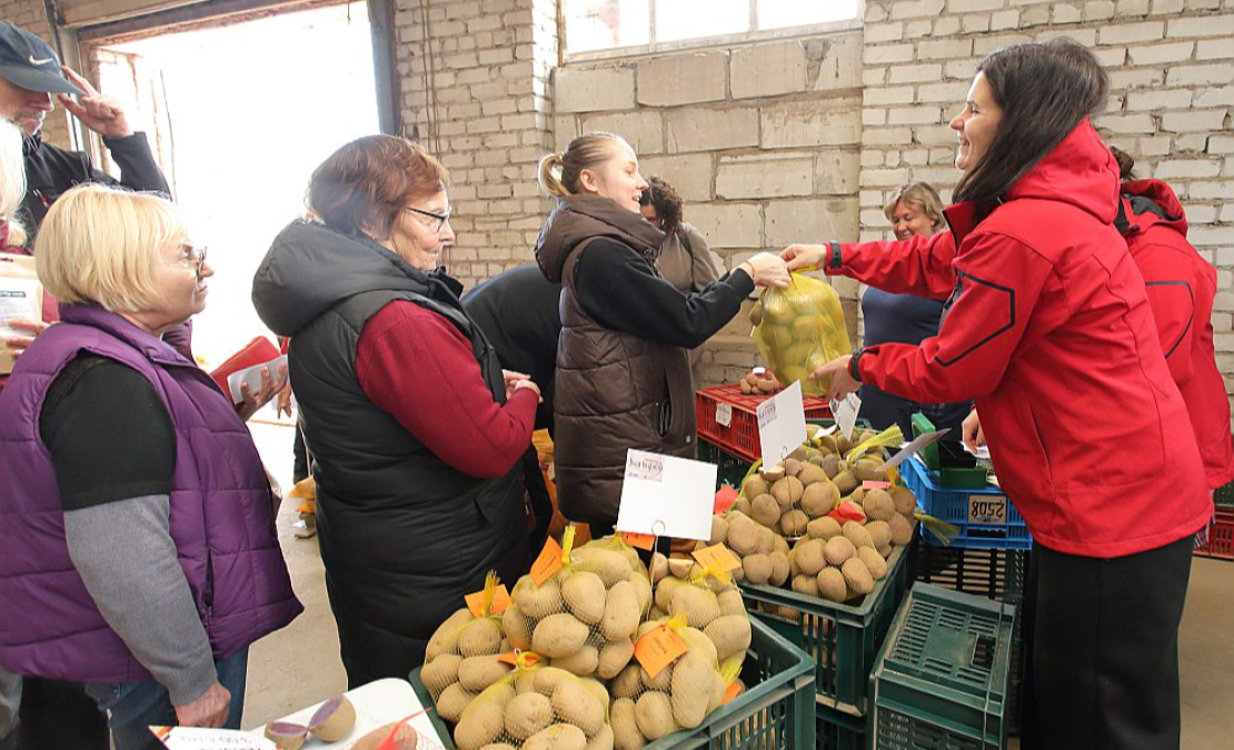 Kartupeļu pagraba svētku apmeklētāju bija tik daudz, ka visu dienu pie tirdzniecības stenda pulcējās rinda. Kartupeļu pagraba svētku apmeklētāju bija tik daudz, ka visu dienu pie tirdzniecības stenda pulcējās rinda.