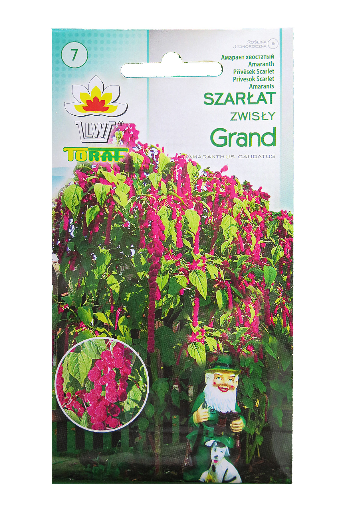 Astainais amarants Grand (Amaranthus caudatus)