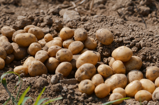 Kartupeļu stādīšana Polijas saimniecībā parasti notiek aprīļa sākumā