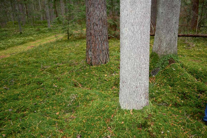 Vecs priežu damaksnis