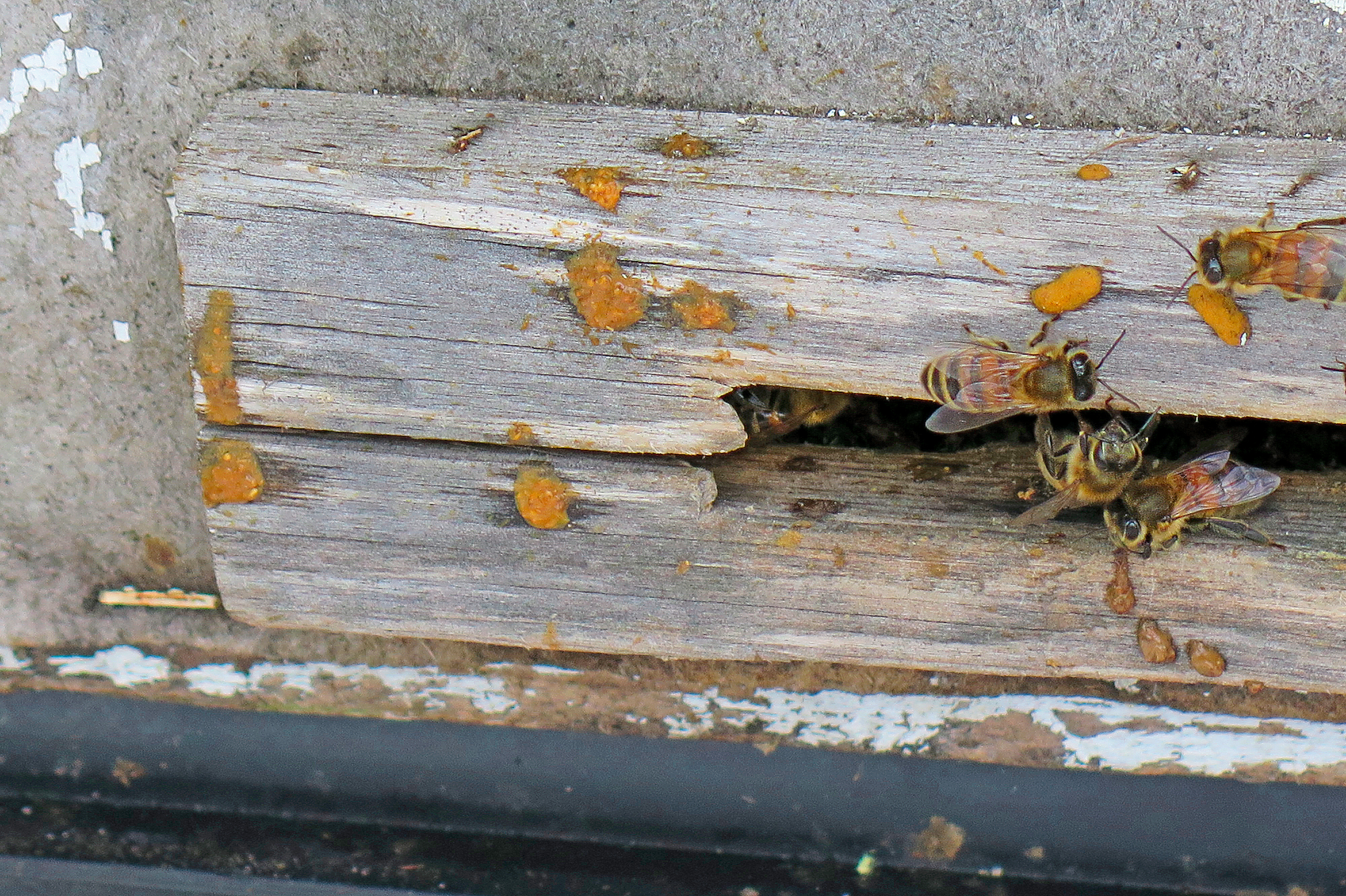 Ja bites notraipījušas stropa prieks'pusi, to ieteicams notīrīt, piemēram, ar degvīnā samērcētu drāniņu.