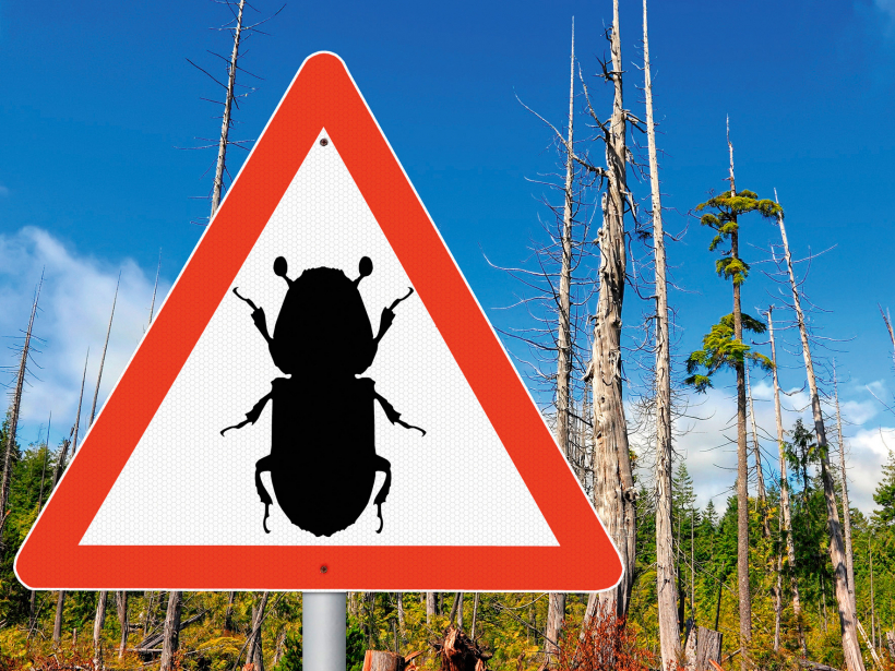 Mizgrauža posta darbi skar ļoti vērtīgās egļu audzes visā Eiropā.