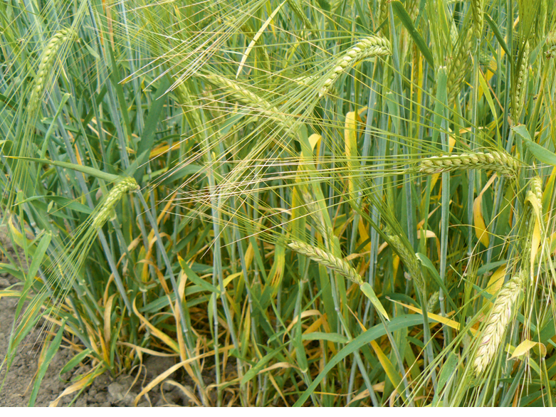 Bioloģiskās saimniekošanas prasībām atbilstošu šķirņu selekcija ES ir attīstījusies vien pēdējo 30 gadu laikā.