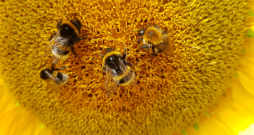 Bioloģiskajā saimniekošanā bitēm ir liela nozīme.