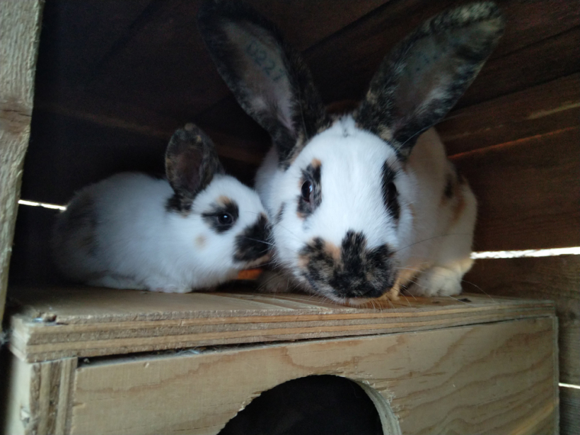 Čehu raibie truši, par kuriem saimniece saka: "Viņi priecē manas acis"