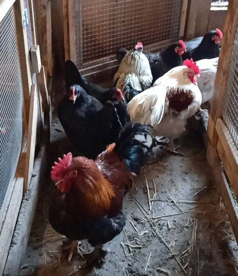 Līga audzē dažādu šķirņu vistas, kas turklāt dēj dažādu krāsu olas.