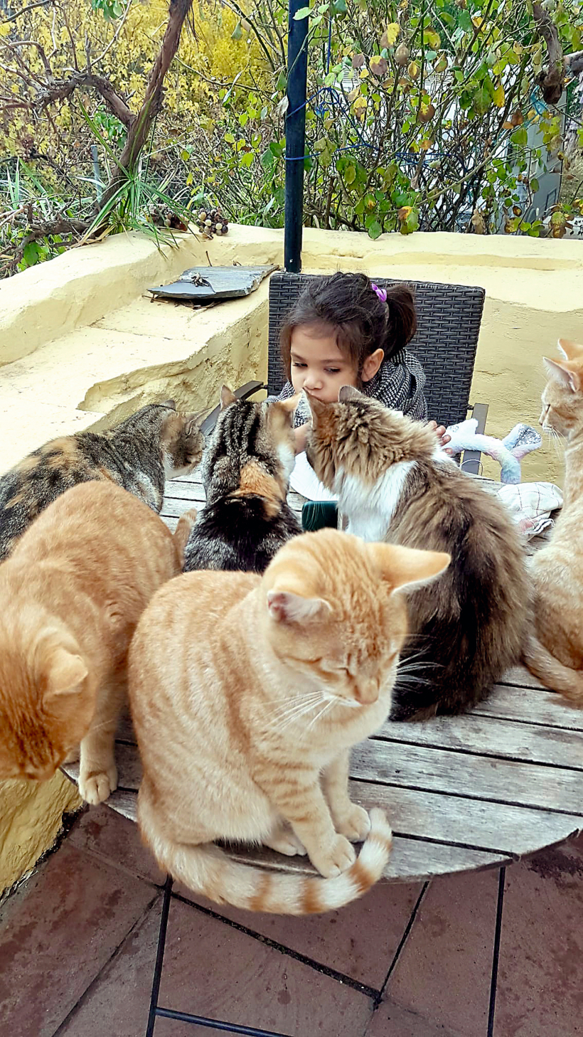 Viesu namā ar četrpadsmit kaķiem.