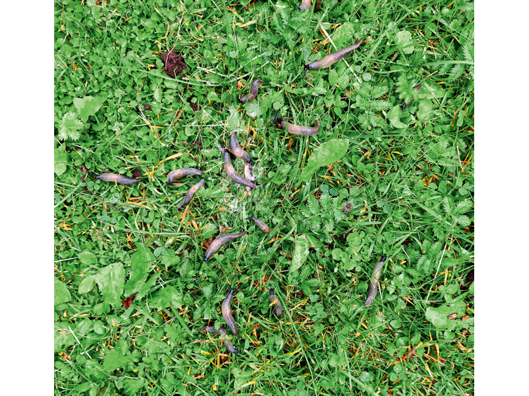 Savairojušies gliemeži.