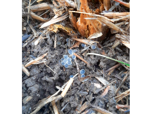 Gliemežu olas un minimalizētā augsnes apstrāde.